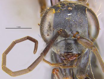 Media type: image;   Entomology 13649 Aspect: head frontal view